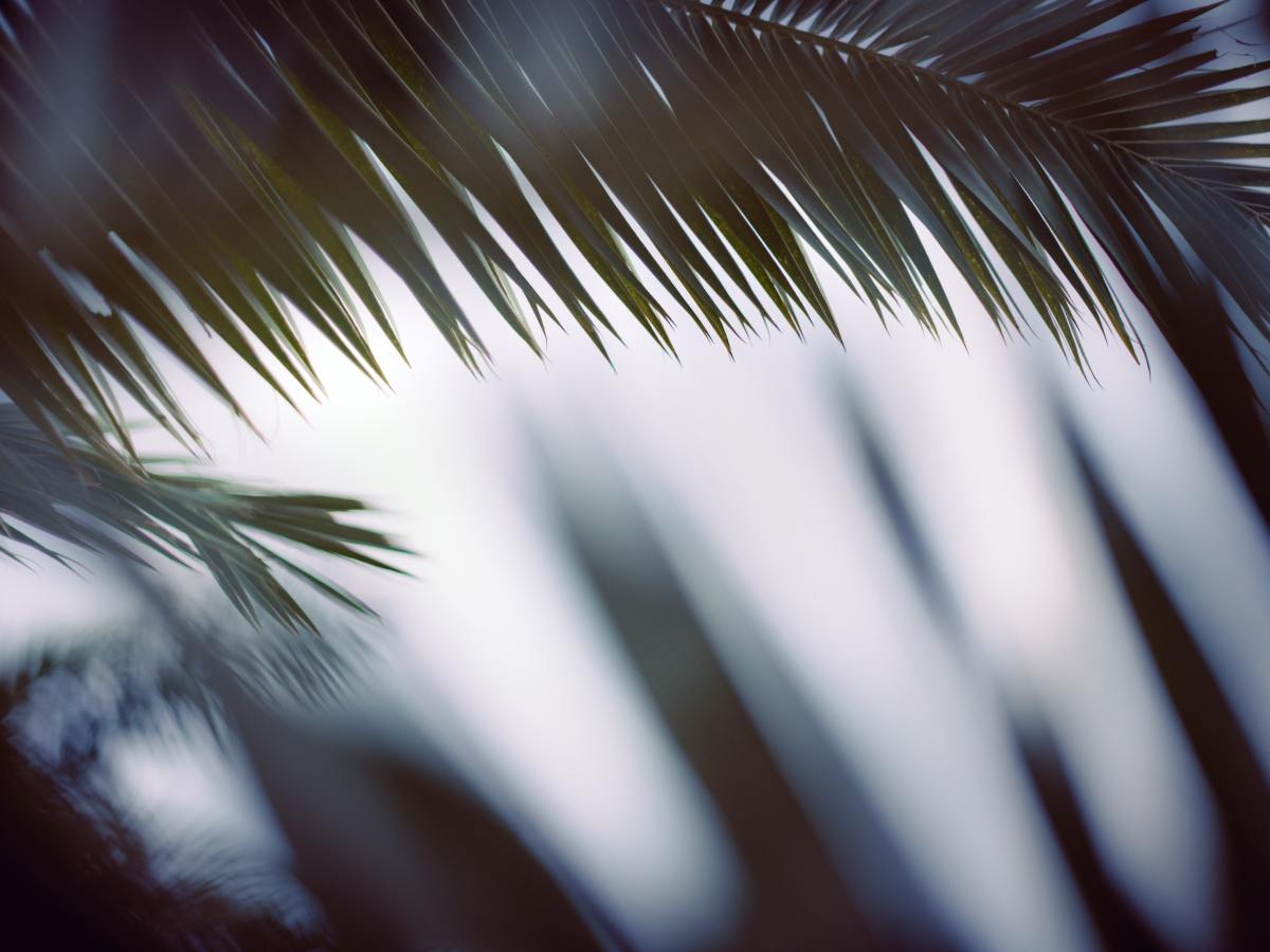 Blessed is the King who comes in the name of the Lord!&nbsp;(sermon)